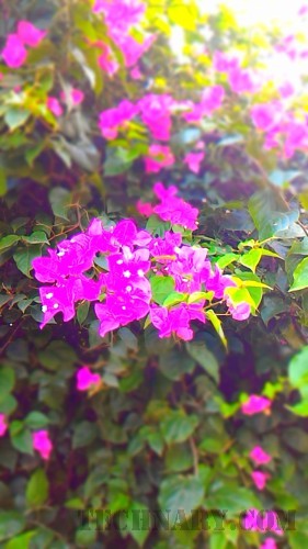 Asus Zenfone 2 Deluxe Review