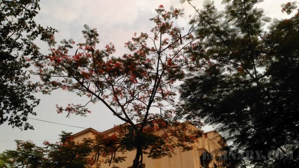 Asus Zenfone Max Review