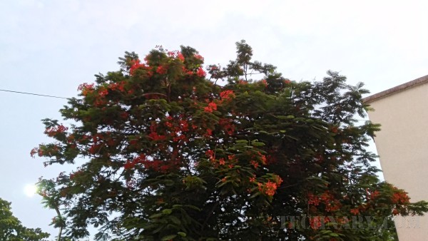 Asus Zenfone Max Review