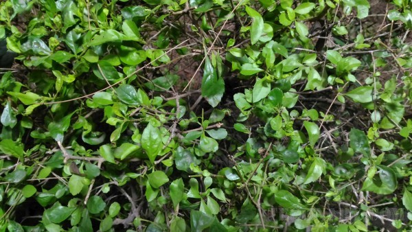 Asus Zenfone Max Review