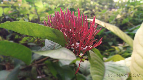 The Lightening Processor and Stunning Camera on the ZenFone 3