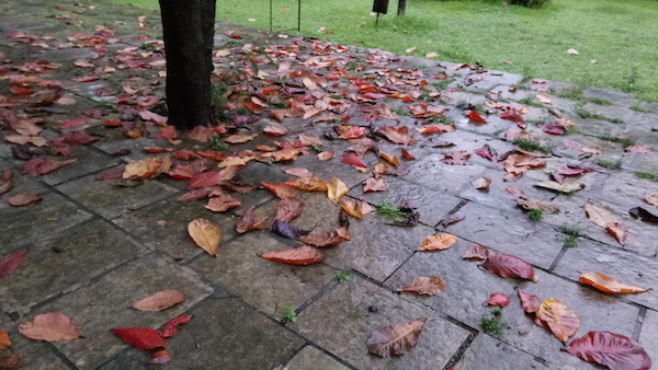 A Budgetary Revolution: InFocus Launches Snap 4 with 4 Cameras