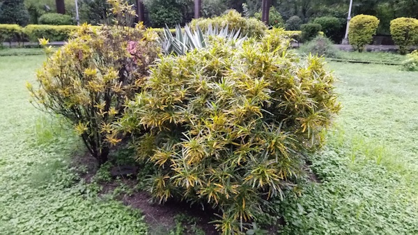 A Budgetary Revolution: InFocus Launches Snap 4 with 4 Cameras