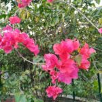 Without Super Wide Angle Clip