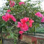 With Super Wide Angle Clip